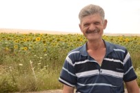 UMUTLU - Ayçiçeği Üretici Bu Yıl Umutlu