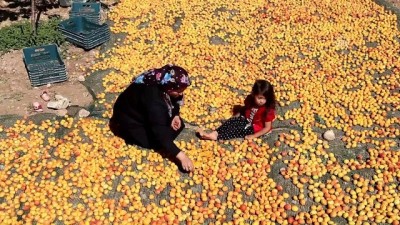 Kahramanmaraş'ta Kurutmalık Kayısı Hasadı Başladı