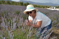 SAGALASSOS ANTIK KENTI - Lisinia Yaban Hayatına İlgi Her Geçen Gün Artıyor