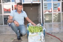 KARAELBISTAN - Rusya'ya Elbistan Kabağı