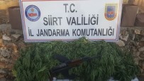 SİİRT VALİLİĞİ - Siirt'te Kalaşnikof Silah Ve Kenevir Bitkisi Ele Geçirildi