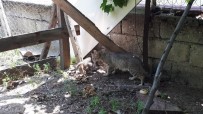 YAVRU KEDİ - 7 Metrelik Kuyuya Düşen Kedi İtfaiye Ekiplerince Kurtarıldı