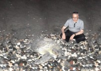 CARETTA CARETTA - Deniz Kaplumbağaları Mersin Sahillerine Yumurta Bırakmaya Devam Ediyor