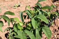 PATENT - Hekimhan Belediyesi Ceviz Fidanı Yetiştiriyor