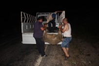 OYMAPıNAR - Alkollü Sürücü Çobana Ve Koyunlara Çarptı