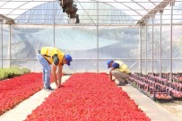 HERCAI - Büyükşehir Belediyesi Kendi Yetiştirdiği Çiçeklerle Aydın'ı Güzelleştiriyor