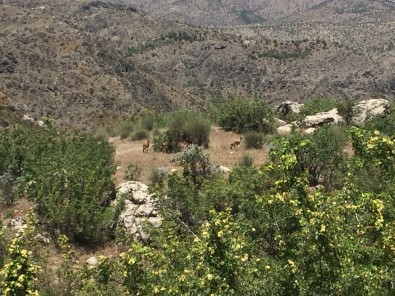 Dağ Keçileri Yavrularıyla Birlikte Görüntülendi