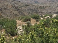 NEMRUT - Dağ Keçileri Yavrularıyla Birlikte Görüntülendi