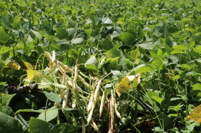 Erzincan'da Tarla Günü Düzenlendi