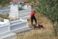 YAZıTEPE - Evrim'i, Kadavra Köpeği Mavi Mezarlıkta Aradı