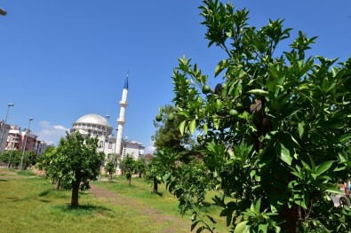 Kepez'e Anadolu Bahçesi