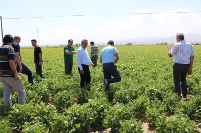 Niğde'de Barbunya Ekimi Yapıldı