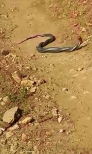 Yılanların Dansı Büyüledi