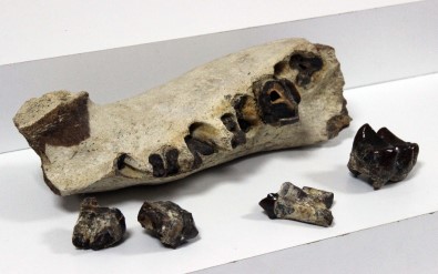 Avcılar'da Roma Ve Bizans Dönemine Ait Sikkeler Ve Dinozor Fosilleri Ele Geçirildi