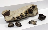 ATHENA - Avcılar'da Roma Ve Bizans Dönemine Ait Sikkeler Ve Dinozor Fosilleri Ele Geçirildi