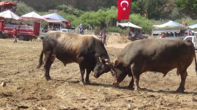 Aydın'da Boğa Güreşleri Sezonu Başladı