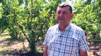 Bursa Şeftalisinde Hasat Zamanı