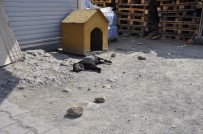 PAYAS - İşyerinin Önünde Bağlı Köpeği Taşlayıp Öldürdüler