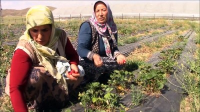 Kadınlar Çilek Üretimiyle Belediye Bütçesine Katkı Sağlıyor