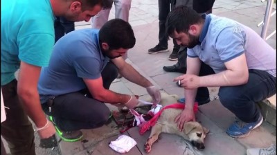 Kars'ta Yaralı Yavru Köpeğe Vatandaşlar Sahip Çıktı
