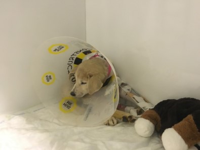 Mardin'de Vurularak Ağır Yaralanan 'Kuzey' İsimli Köpek, İstanbul'da Tedavi Altına Alındı