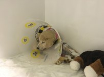 YAVRU KÖPEK - Mardin'de Vurularak Ağır Yaralanan 'Kuzey' İsimli Köpek, İstanbul'da Tedavi Altına Alındı