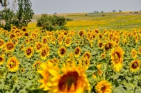 Trakya'nın 'Sarı Gelin'İ Çiçek Açtı