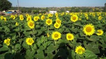 ZEKERIYA SARıKOCA - Yağışlar Ayçiçeği Üreticisini Sevindirdi