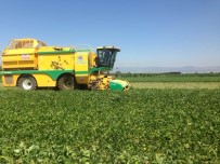 TAZE FASULYE - Yenişeir'de Fasulye Hasadı Başladı