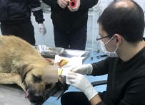 EMRE ÇıNAR - Belediye Sokak Köpeğinin Hayatını Kurtardı