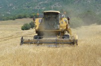 OBEZİTE - Buğdayın Atası 'Siyez'in Hasadı Devam Ediyor