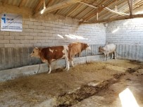 ET ÜRETİMİ - Denetimli Serbestlik Hükümlüleri 'Süt İnekçiliği' Projesiyle Meslek Edinebilecek