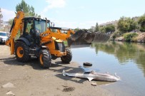 ZEYTINLI - Yunusu Silahla Vurdular