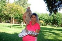 TAZMİNAT DAVASI - Boyatmaya Gittiği Saçları Kuaförde Elinde Kaldı