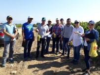 TARIŞ - Üzümde Rekolte Tahmin Çalışmaları Başladı