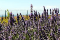 VAN GÖLÜ - Van Gölü Kıyısında Renk Cümbüşü