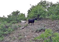 Yavru Kangal, Kaybolan Keçileri Bulup Sahibine Teslim Etti Haberi