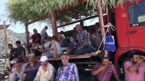 BOĞA GÜREŞİ - Aydın'da 4. Boğa Güreşi Festivali