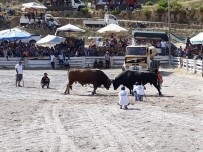 Boğalar Dostluk İçin Güreşti