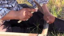 ALICIOĞLU - 'Buğdayın Atasını' Geleneksel Yöntemlerle Hasat Ediyorlar