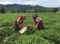 Eskişehirlilerin 'Çay' Keyfi