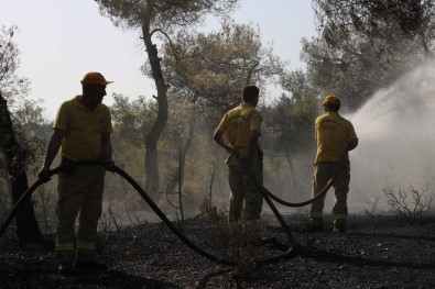 Manisa'da Orman Yangını