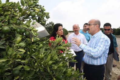 Vali Demirtaş Açıklaması 'Akdeniz Meyve Sineğine Karşı Tüm Tedbirleri Aldık'