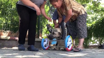 Ayakları Kesilen Köpeğe Yürüteç Desteği