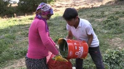 'Bezelye Diyarı'nda Hasat Başladı