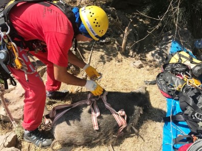 Bodrum Akut'dan Domuz Kurtarma Operasyonu