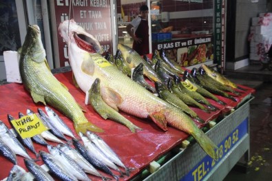 Elazığ'da Sezonun İlk Dev Turna Balığı Yakalandı