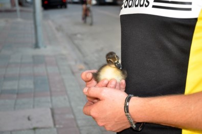 Minik Ördek Sahibiyle Caddelerde Gezip Kahveye Gidiyor