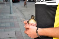 O DA BENI SEVIYOR - Minik Ördek Sahibiyle Caddelerde Gezip Kahveye Gidiyor