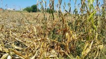 ŞİDDETLİ RÜZGAR - Osmaniye'deki Tarım Arazilerinde Hasar Tespit Çalışması
